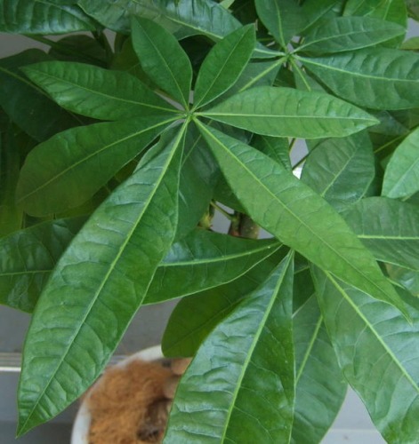 パキラの葉の画像