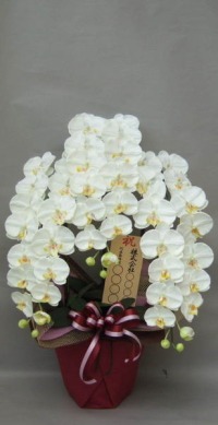 8寸立札付きの光触媒造花胡蝶蘭・特大輪のイメージ画像