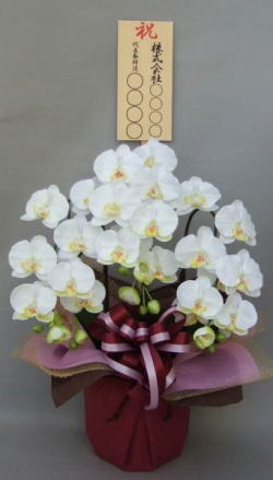 8寸立札付きの光触媒造花胡蝶蘭スタンダード3本立ちのイメージ画像