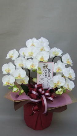 名札付きの光触媒造花胡蝶蘭スタンダード3本立ちのイメージ画像