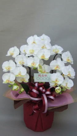 カード付きの光触媒造花胡蝶蘭スタンダード3本立ちのイメージ画像