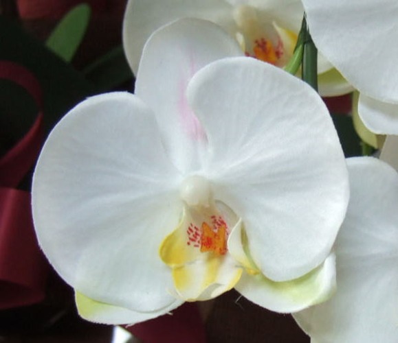 光触媒造花胡蝶蘭スタンダードの花弁（白）の画像