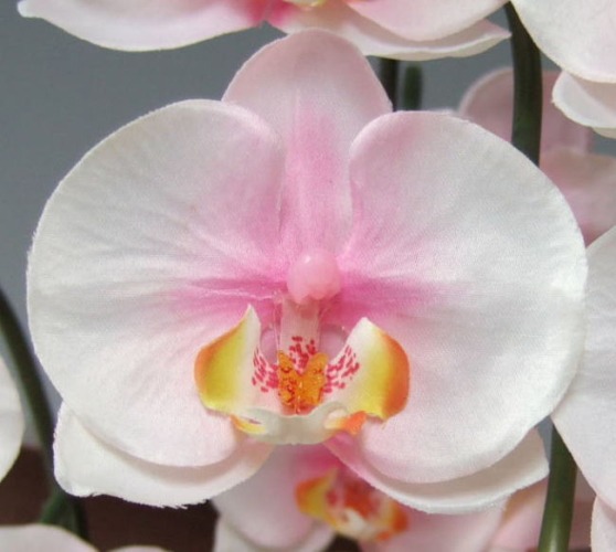 光触媒造花胡蝶蘭スタンダードの花弁（淡いピンク）の画像
