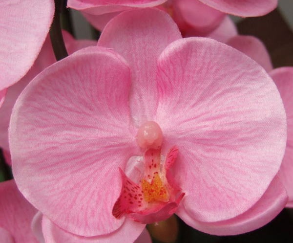 光触媒造花胡蝶蘭スタンダードの花弁（ピンク）の画像