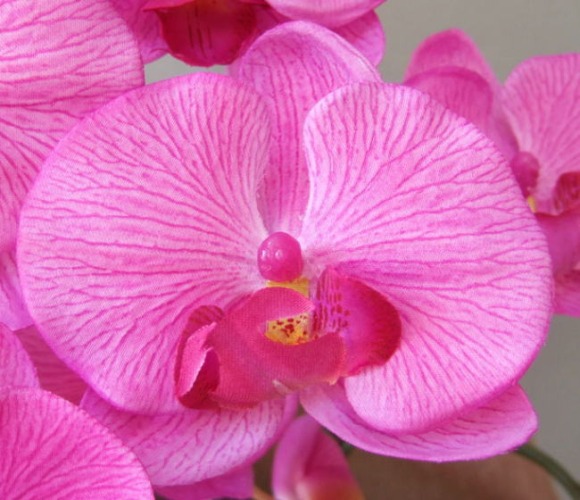 光触媒造花胡蝶蘭スタンダードの花弁（濃いピンク）の画像