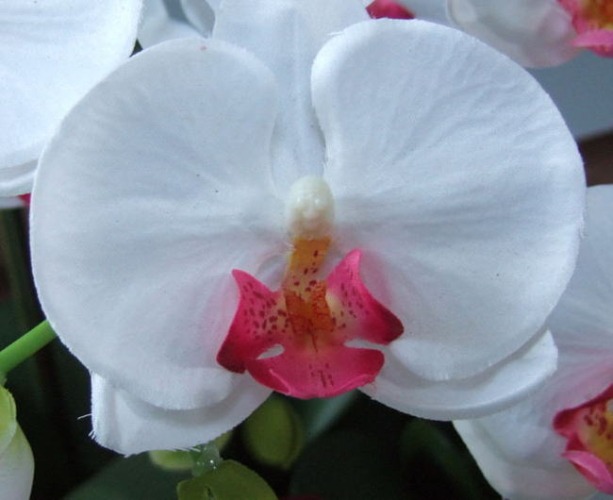 光触媒造花胡蝶蘭スタンダードの花弁（白赤）の画像