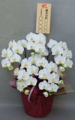 8寸立札付きの光触媒造花胡蝶蘭スタンダード5本立ちのイメージ画像