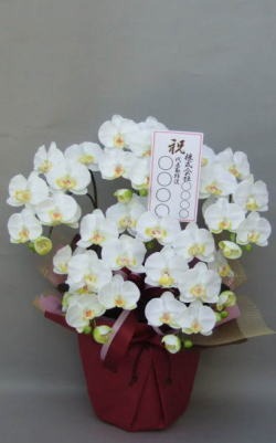 名札付きの光触媒造花胡蝶蘭スタンダード5本立ちのイメージ画像