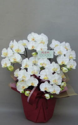 カード付きの光触媒造花胡蝶蘭スタンダード5本立ちのイメージ画像