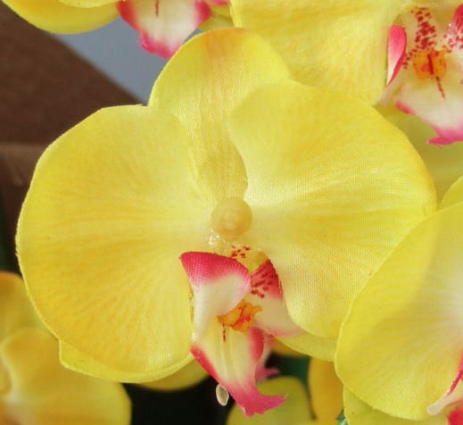 光触媒造花胡蝶蘭ミニの花弁（イエロー）の画像