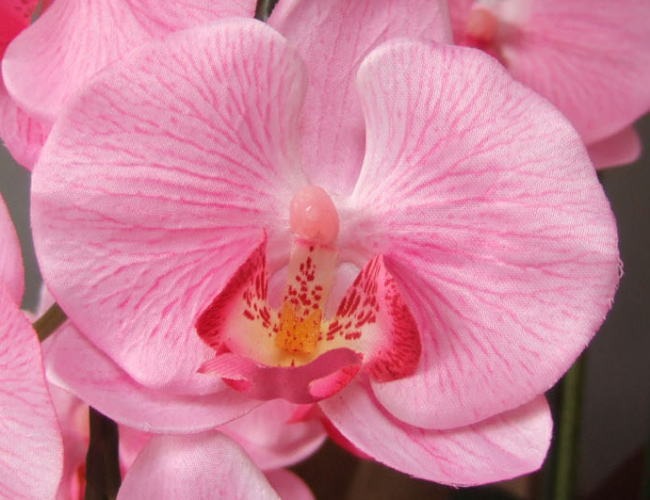 光触媒造花胡蝶蘭ラージの花弁（ピンク）の画像