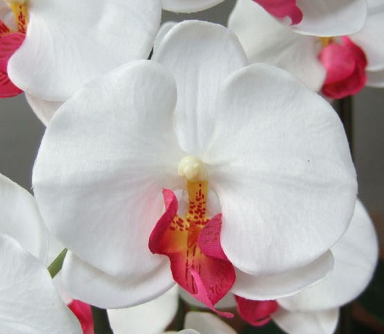 光触媒造花胡蝶蘭ラージの花弁（白赤）の画像