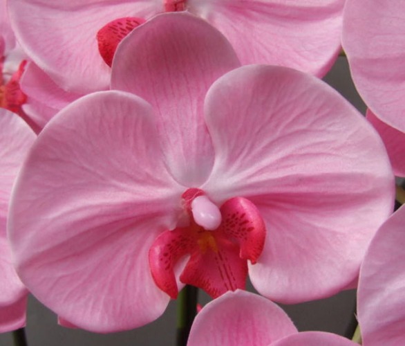 光触媒造花胡蝶蘭・特大輪の花弁（ピンク）の画像