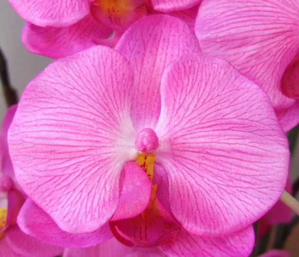 光触媒造花胡蝶蘭ラージの花弁（濃いピンク）の画像