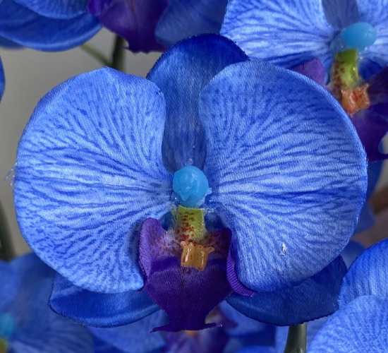 光触媒造花胡蝶蘭ミニの花弁（ブルー）の画像