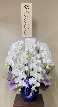 お供え用立札付きの光触媒造花胡蝶蘭5本立ちのイメージ画像