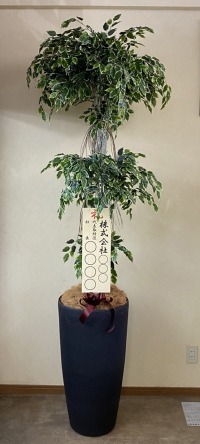立札付きの光触媒造花観葉植物・斑入りベンジャミン3段（大型）・樹脂製特大鉢クリアブラックの画像