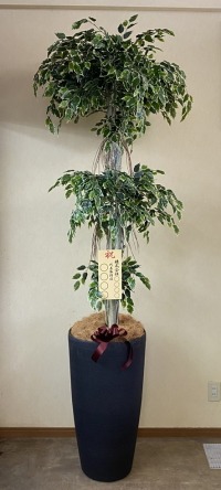 8寸立札付きの光触媒造花観葉植物・斑入りベンジャミン3段（大型）・樹脂製特大鉢クリアブラックの画像