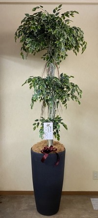 名札付きの光触媒造花観葉植物・斑入りベンジャミン3段（大型）・樹脂製特大鉢クリアブラックの画像