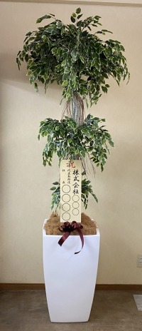 立札付きの光触媒造花観葉植物・斑入りベンジャミン3段（大型）・ファイバーグラス製スクエア鉢の画像