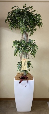 8寸立札付きの光触媒造花観葉植物・斑入りベンジャミン3段（大型）・ファイバーグラス製スクエア鉢の画像