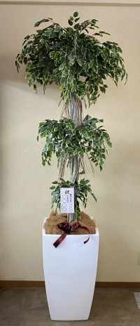 名札付きの光触媒造花観葉植物・斑入りベンジャミン3段（大型）・ファイバーグラス製スクエア鉢の画像