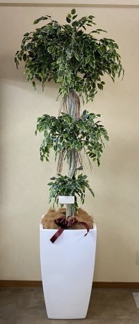 カード付きの光触媒造花観葉植物・斑入りベンジャミン3段（大型）・ファイバーグラス製スクエア鉢の画像