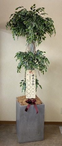 立札付きの光触媒造花観葉植物・斑入りベンジャミン3段（大型）・コンクリート風大型スクエア鉢（グレイ）の画像