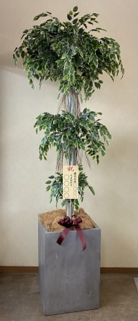 8寸立札付きの光触媒造花観葉植物・斑入りベンジャミン3段（大型）・コンクリート風大型スクエア鉢（グレイ）の画像