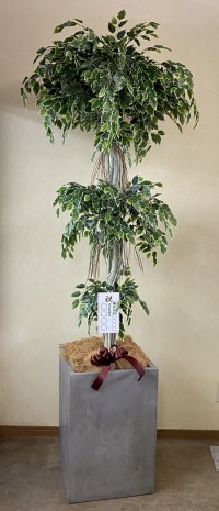名札付きの光触媒造花観葉植物・斑入りベンジャミン3段（大型）・コンクリート風大型スクエア鉢（グレイ）の画像