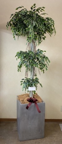 カード付きの光触媒造花観葉植物・斑入りベンジャミン3段（大型）・コンクリート風大型スクエア鉢（グレイ）の画像