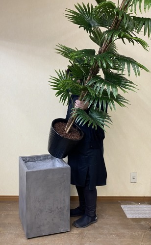 大型鉢に観葉植物をセットするイメージ画像