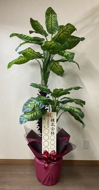 立札付きの光触媒造花観葉植物ディフェンバキアの画像