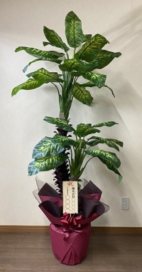 8寸立札付きの光触媒造花観葉植物ディフェンバキアの画像