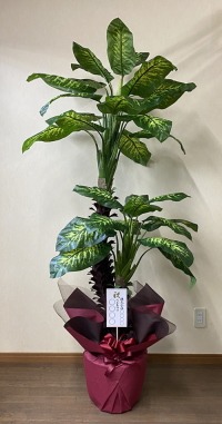 名札付きの光触媒造花観葉植物ディフェンバキアの画像