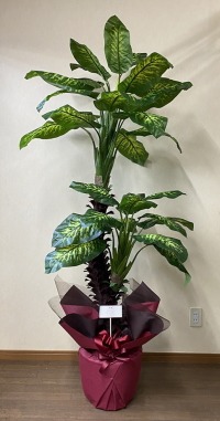 カード付きの光触媒造花観葉植物ディフェンバキアの画像