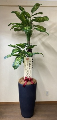 立札付きの光触媒造花観葉植物 ディフェンバキア・樹脂製特大鉢クリアブラックの画像