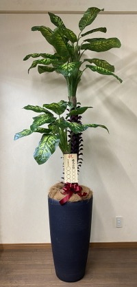 8寸立札付きの光触媒造花観葉植物 ディフェンバキア・樹脂製特大鉢クリアブラックの画像
