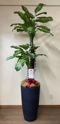 名札付きの光触媒造花観葉植物 ディフェンバキア・樹脂製特大鉢クリアブラックの画像