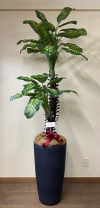 カード付きの光触媒造花観葉植物 ディフェンバキア・樹脂製特大鉢クリアブラックの画像