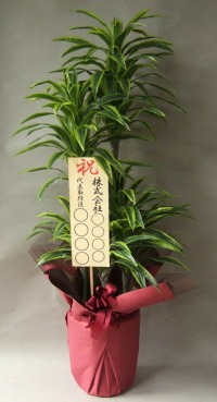 立札付きの光触媒造花観葉植物ドラセナワネッキーの画像