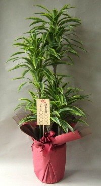 8寸立札付きの光触媒造花観葉植物ドラセナワネッキーの画像