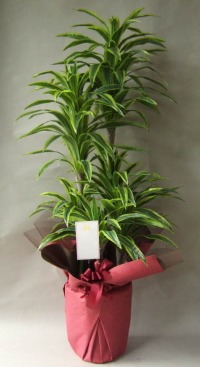 名札付きの光触媒造花観葉植物ドラセナワネッキーの画像