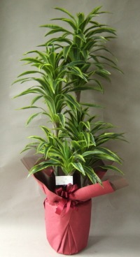 カード付きの光触媒造花観葉植物ドラセナワネッキーの画像