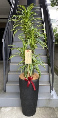 8寸立札付きの光触媒造花観葉植物 ドラセナワネッキー（樹脂製特大鉢クリアブラック）の画像