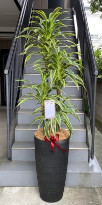 名札付きの光触媒造花観葉植物 ドラセナワネッキー（樹脂製特大鉢クリアブラック）の画像