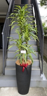カード付きの光触媒造花観葉植物 ドラセナワネッキー（樹脂製特大鉢クリアブラック）の画像