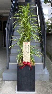 立札付きの光触媒造花観葉植物 ドラセナワネッキー（コンクリート風大型スクエア鉢・ブラック）の画像