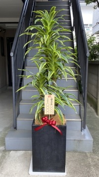 8寸立札付きの光触媒造花観葉植物 ドラセナワネッキー（コンクリート風大型スクエア鉢・ブラック）の画像