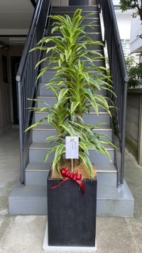 名札付きの光触媒造花観葉植物 ドラセナワネッキー（コンクリート風大型スクエア鉢・ブラック）の画像